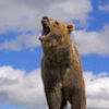 bearsbacker10